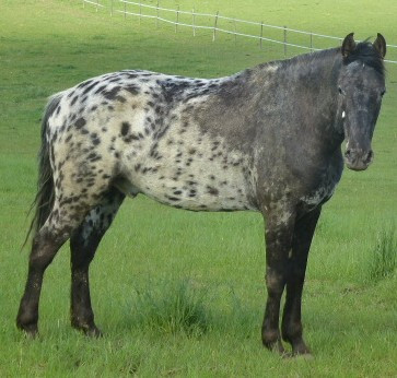 Photo de profil de cataclope