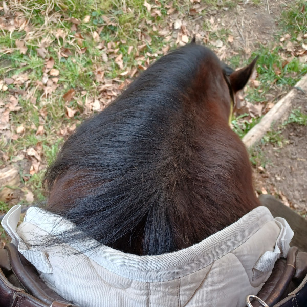 Photo de profil de cavaliere_10