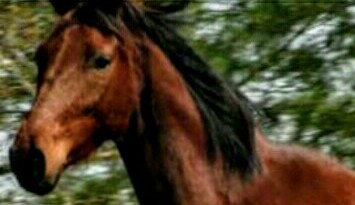 Photo de profil de cavalieredevolt