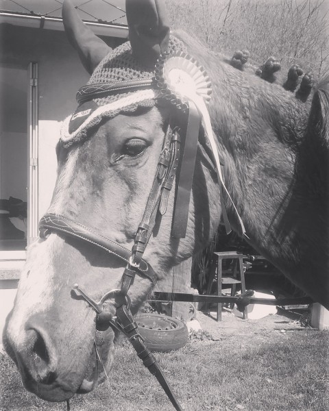 Photo de profil de cavalieredu50