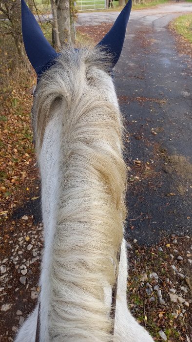 Photo de profil de cavaliere_galop