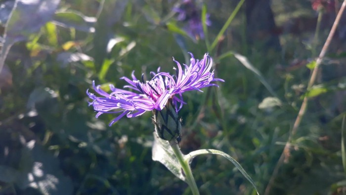 Photo de profil de cecile_guerraz