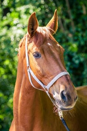 Photo de profil de chachou_poney