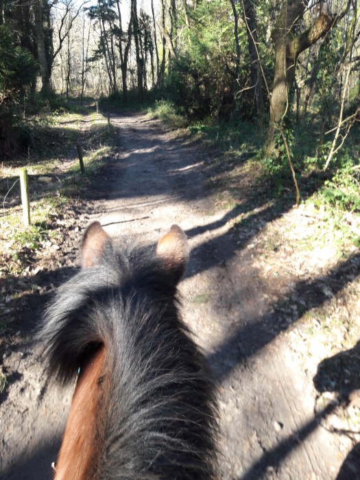 Photo de profil de chaju