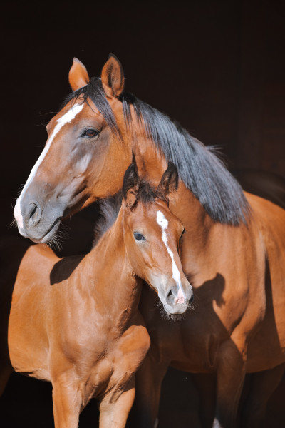 Photo de profil de elevagedamea