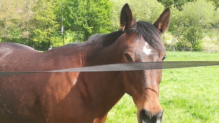 Photo de profil de chardonnet