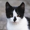 Photo de profil de chatchou