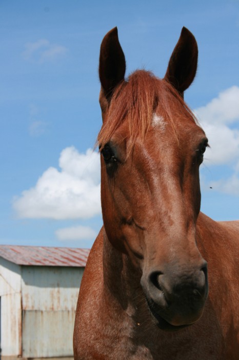 Photo de profil de chesnuthorse