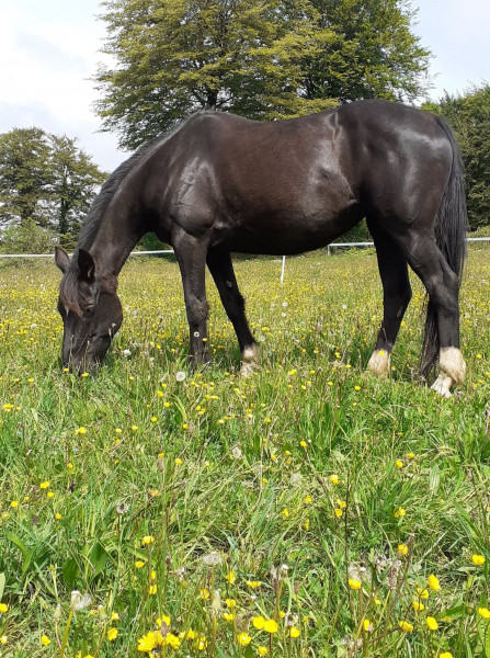 Photo de profil de cheval14500