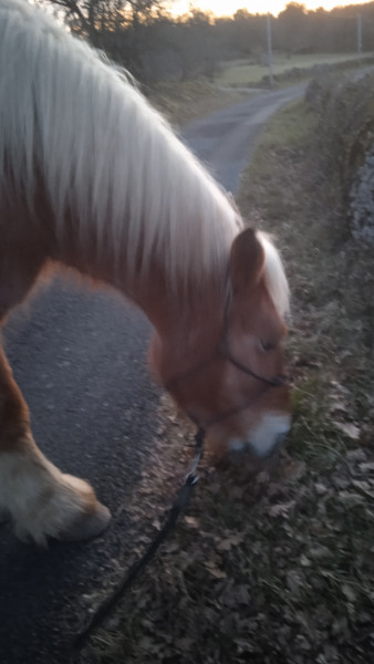 Photo de profil de cheval246