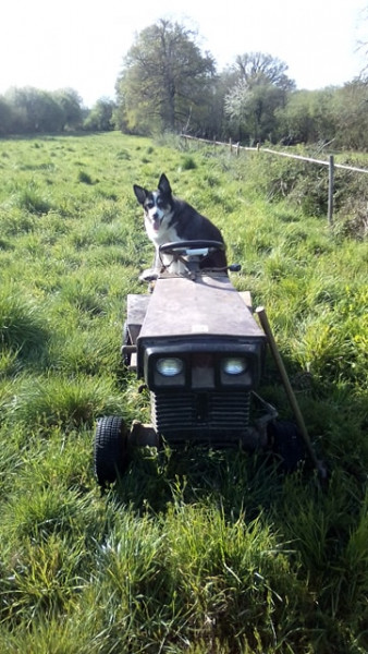 Photo de profil de cheval36230