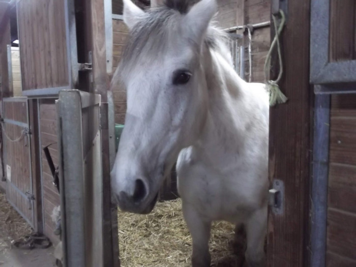Photo de profil de cheval388