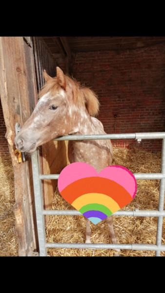 Photo de profil de chevaladore13