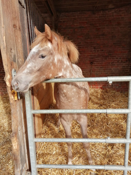 Photo de profil de chevaladore13