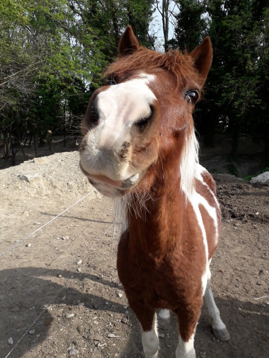 Photo de profil de chevalandrea1