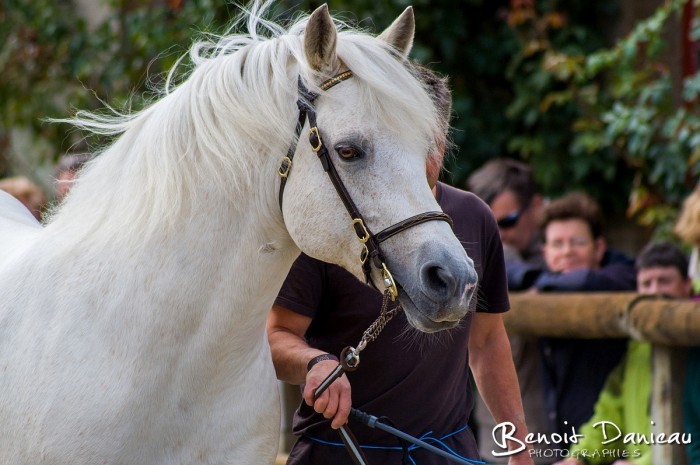 Photo de profil de chevalanna