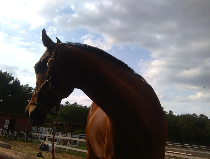 Photo de profil de cheval.cavalier