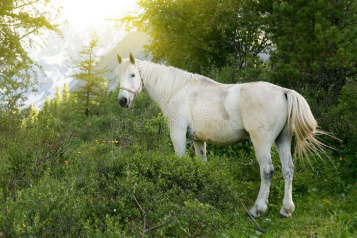 Photo de profil de chevaldesforets