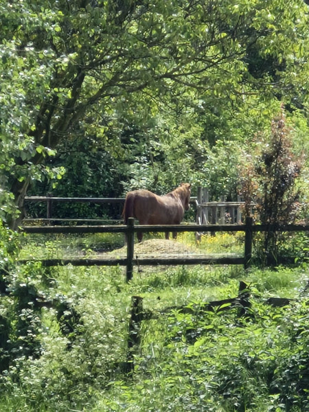 Photo de profil de cheval.des.iles