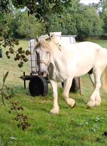 Photo de profil de chevaldo