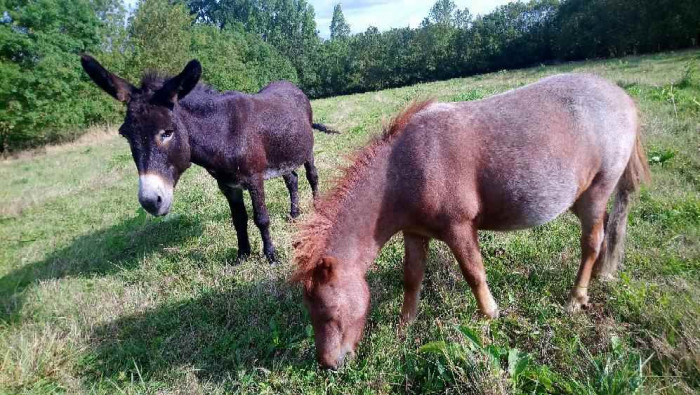 Photo de profil de cheval.girl
