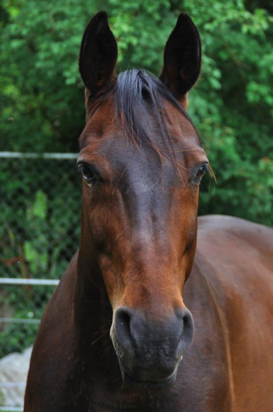 Photo de profil de cheval.heureux