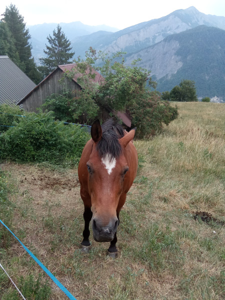 Photo de profil de chevaliermaurie