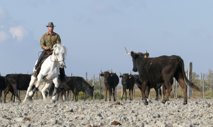 Photo de profil de chevalissime13