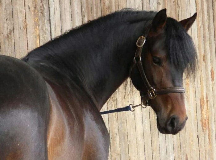 Photo de profil de chevalroxy