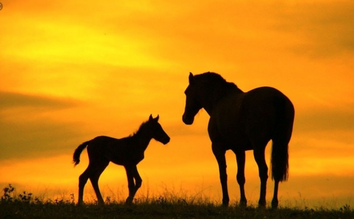 Photo de profil de chiara22poney