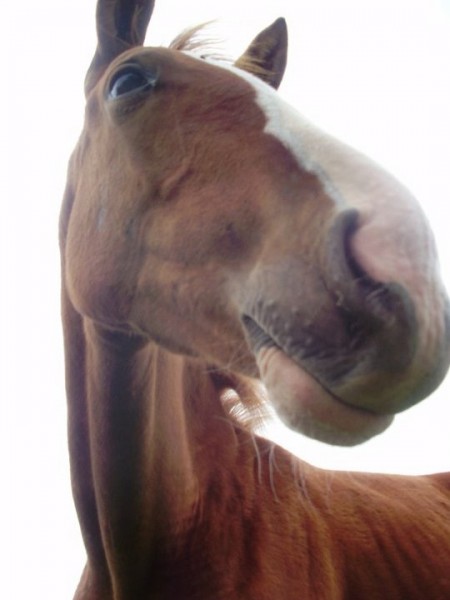 Photo de profil de chichippique