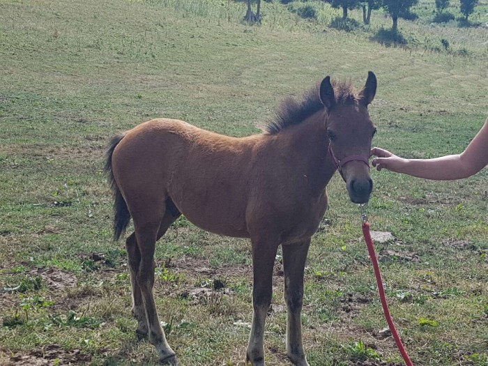 Photo de profil de chipounette15