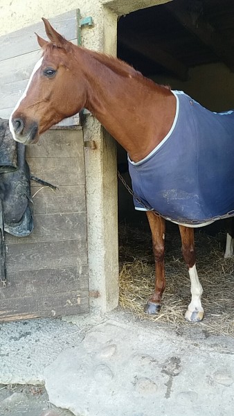 Photo de profil de claire31cheval