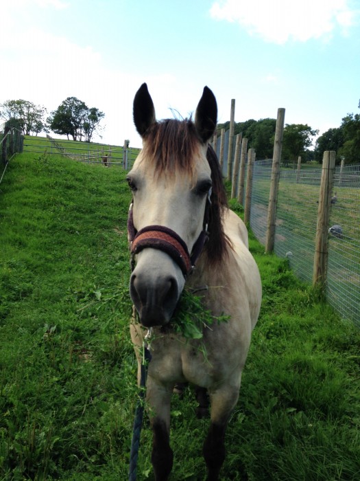 Photo de profil de clargael