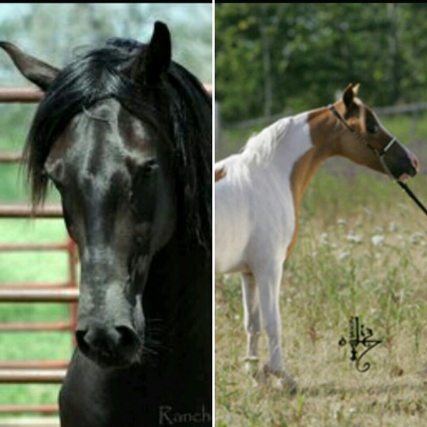 Photo de profil de coco.chevaux