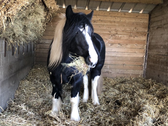 Photo de profil de compagnonsdigor