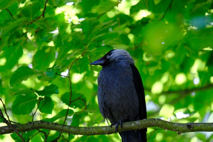 Photo de profil de corbeau_bleu