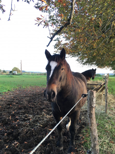 Photo de profil de courgette