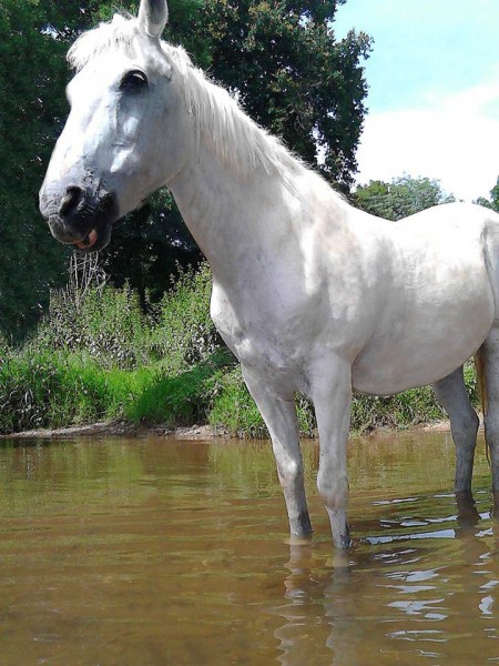 Photo de profil de cso.horse18