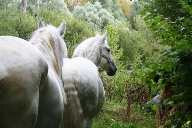 Photo de profil de curiesdelahauss