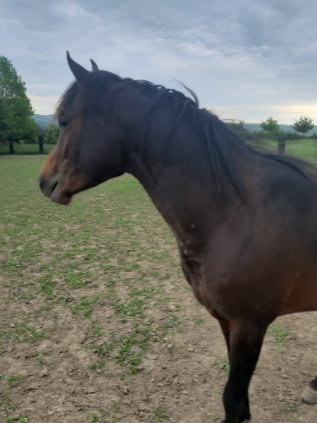 Photo de profil de daiske