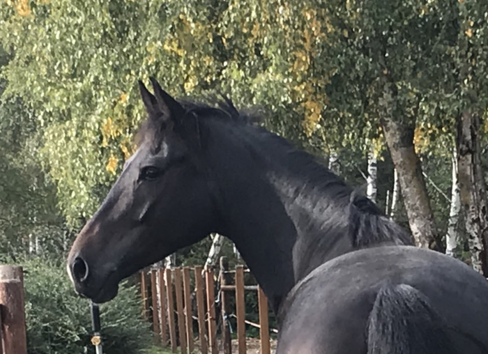 Photo de profil de dbergami