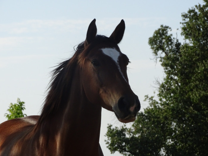 Photo de profil de easy.horse