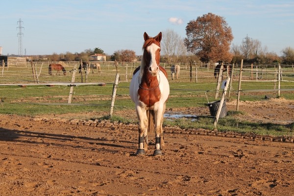 Photo de profil de ecurie.cornac