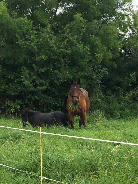 Photo de profil de ecurievilleneuv
