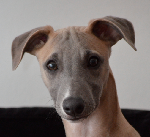 Photo de profil de edione