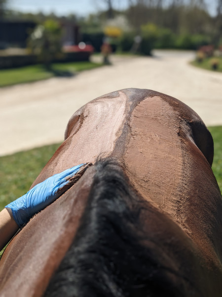 Photo de profil de ejhorseconfort