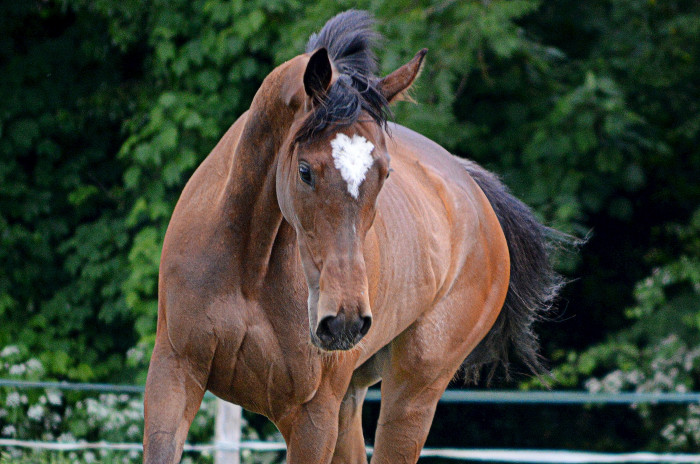 Photo de profil de elevageduheron