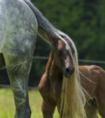 Photo de profil de elevagepoulinou