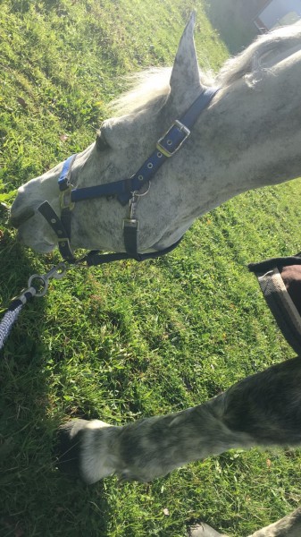 Photo de profil de elisafours22